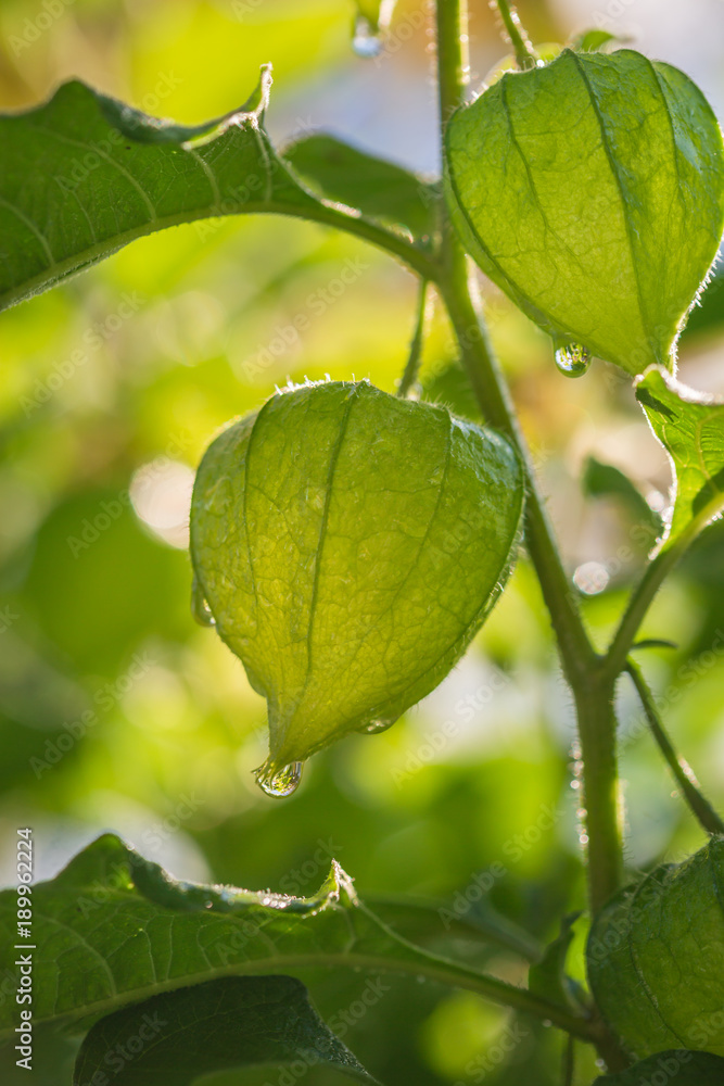 Fototapeta premium Physalis