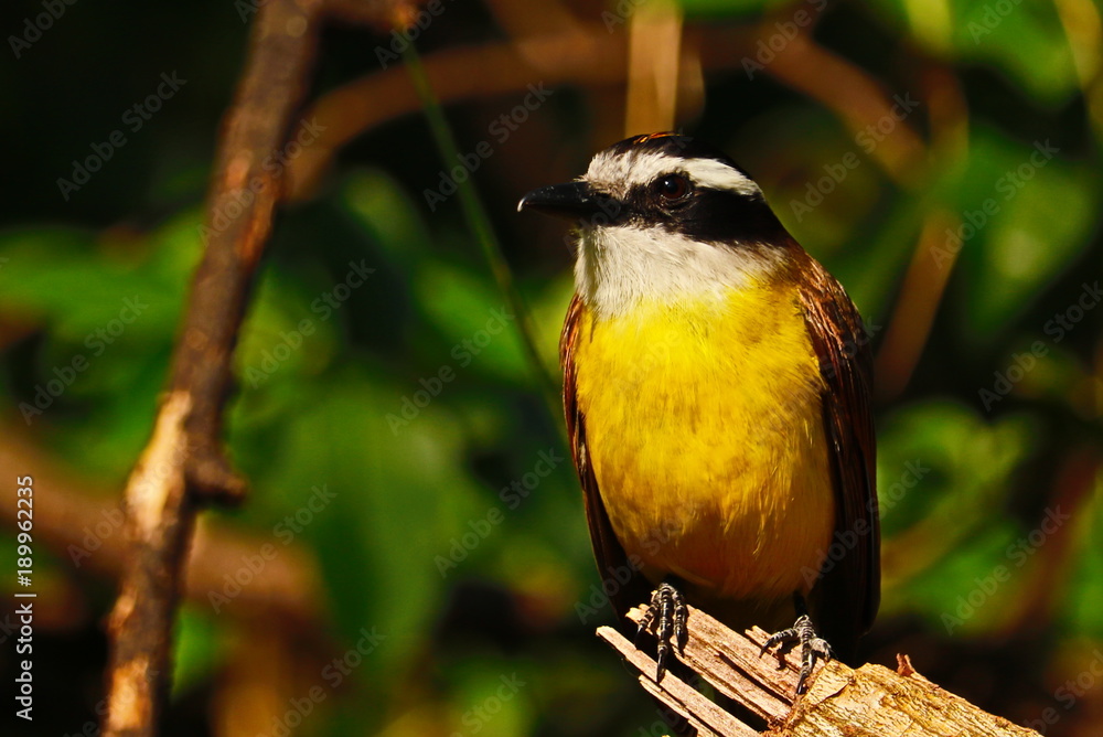 Fototapeta premium Bird - Nature - Yellow - Beak - Wild
