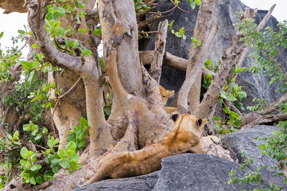 East African lioness (Panthera leo melanochaita), species in the family Felidae and a member of the genus Panthera, listed as vulnerable, in Serengeti National Park, Tanzania East African lioness (Panthera leo melanochaita), species in the family Felidae and a member of the genus Panthera, listed as vulnerable, in Serengeti National Park, Tanzania