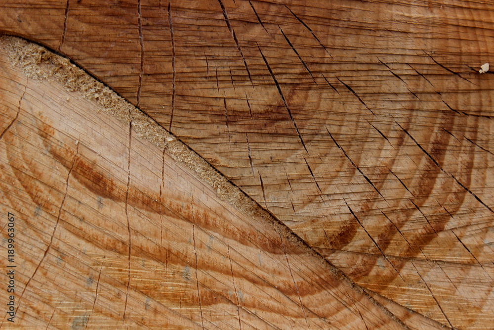 Fototapeta premium Holztextur