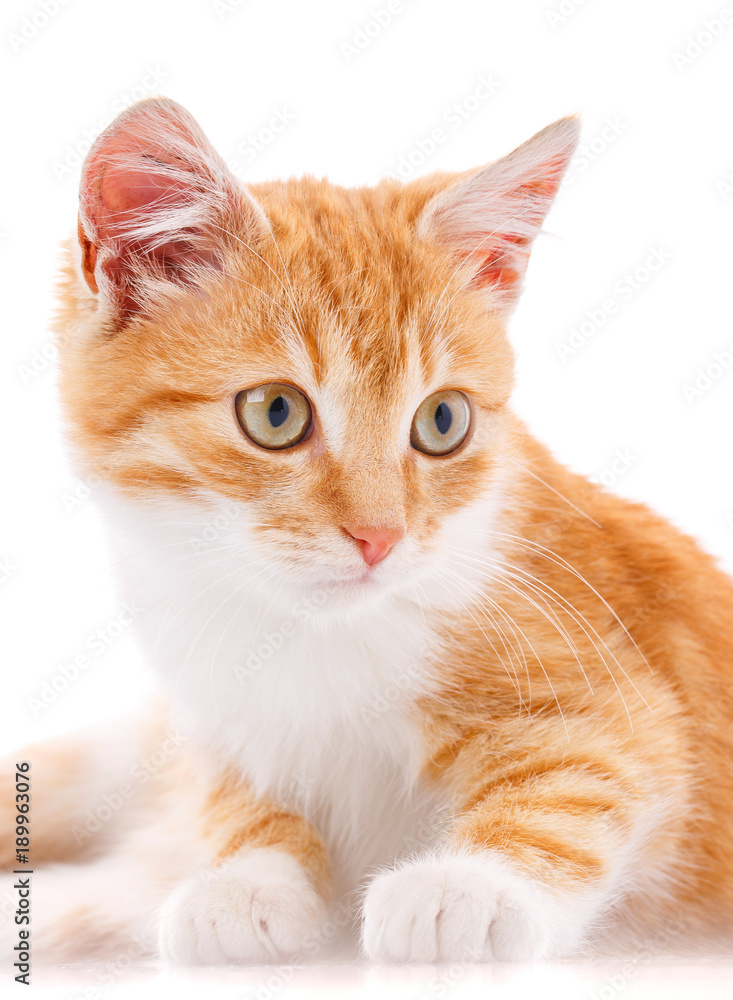 Cute orange kitten with white paws Cute orange kitten with white paws