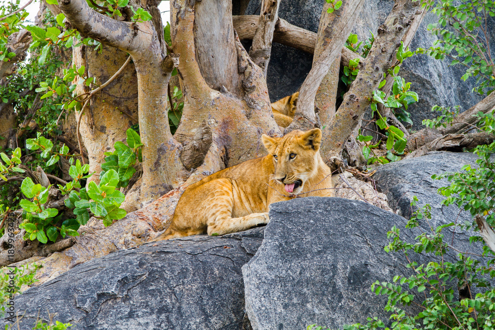 East African lion cubs (Panthera leo melanochaita), species in the family Felidae and a member of the genus Panthera, listed as vulnerable, in Serengeti National Park, Tanzania East African lion cubs (Panthera leo melanochaita), species in the family Felidae and a member of the genus Panthera, listed as vulnerable, in Serengeti National Park, Tanzania