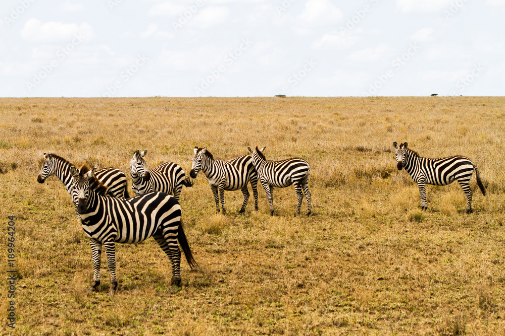 Naklejka premium Zebra species of African equids (horse family) united by their distinctive black and white striped coats in different patterns, unique to each individual in Serengeti, Tanzania