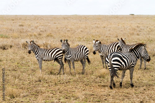 Zebra species of African equids (horse family) united by their distinctive black and white striped coats in different patterns, unique to each individual in Serengeti, Tanzania