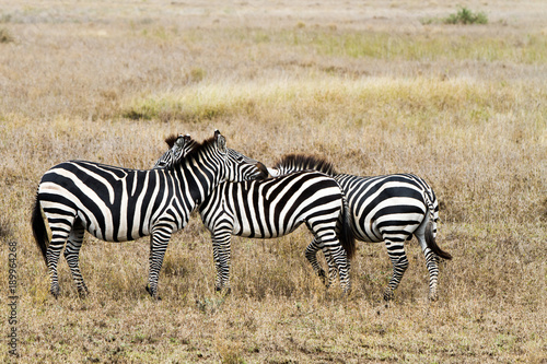 Zebra species of African equids  horse family  united by their distinctive black and white striped coats in different patterns  unique to each individual in Serengeti  Tanzania