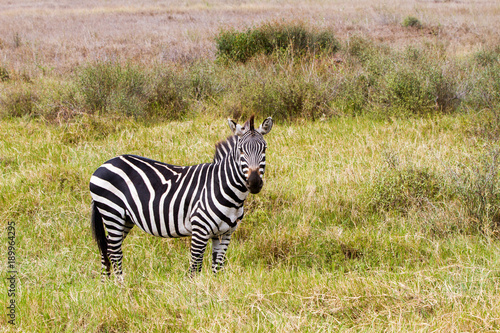 Zebra species of African equids  horse family  united by their distinctive black and white striped coats in different patterns  unique to each individual in Serengeti  Tanzania