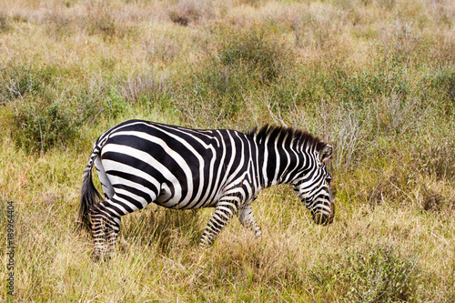 Zebra species of African equids  horse family  united by their distinctive black and white striped coats in different patterns  unique to each individual in Serengeti  Tanzania