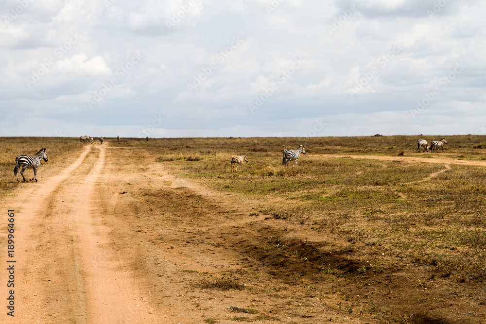 Obraz premium Serengeti National Park, Tanzanian national park in the Serengeti ecosystem in the Mara and Simiyu regions
