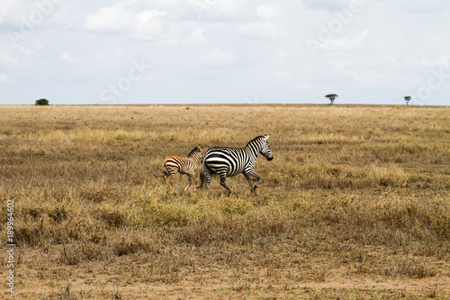 Zebra species of African equids  horse family  united by their distinctive black and white striped coats in different patterns  unique to each individual in Serengeti  Tanzania