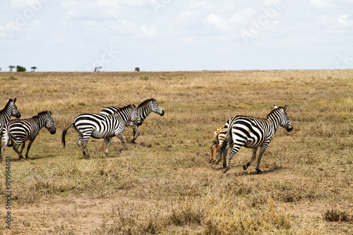 Zebra species of African equids (horse family) united by their distinctive black and white striped coats in different patterns, unique to each individual in Serengeti, Tanzania