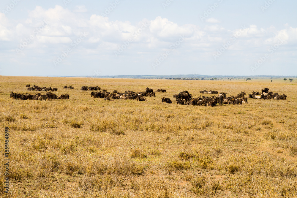 The blue wildebeest (Connochaetes taurinus), also called the common wildebeest, white-bearded wildebeest or brindled gnu in Tanzania The blue wildebeest (Connochaetes taurinus), also called the common wildebeest, white-bearded wildebeest or brindled gnu in Tanzania