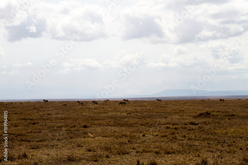 Serengeti National Park, Tanzanian national park in the Serengeti ecosystem in the Mara and Simiyu regions