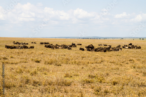The blue wildebeest (Connochaetes taurinus), also called the common wildebeest, white-bearded wildebeest or brindled gnu in Tanzania