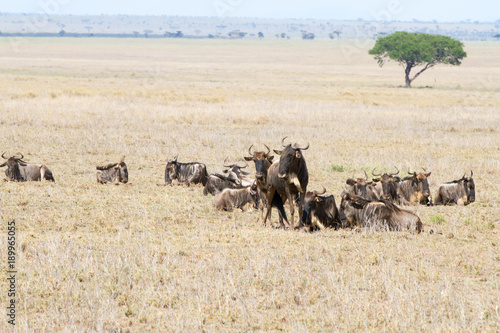 The blue wildebeest (Connochaetes taurinus), also called the common wildebeest, white-bearded wildebeest or brindled gnu in Tanzania © anca enache