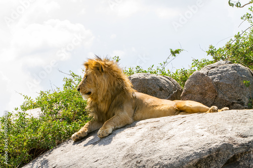 Fototapeta Naklejka Na Ścianę i Meble -  Male East African lion (Panthera leo melanochaita), species in the family Felidae and a member of the genus Panthera, listed as vulnerable, in Serengeti National Park, Tanzania