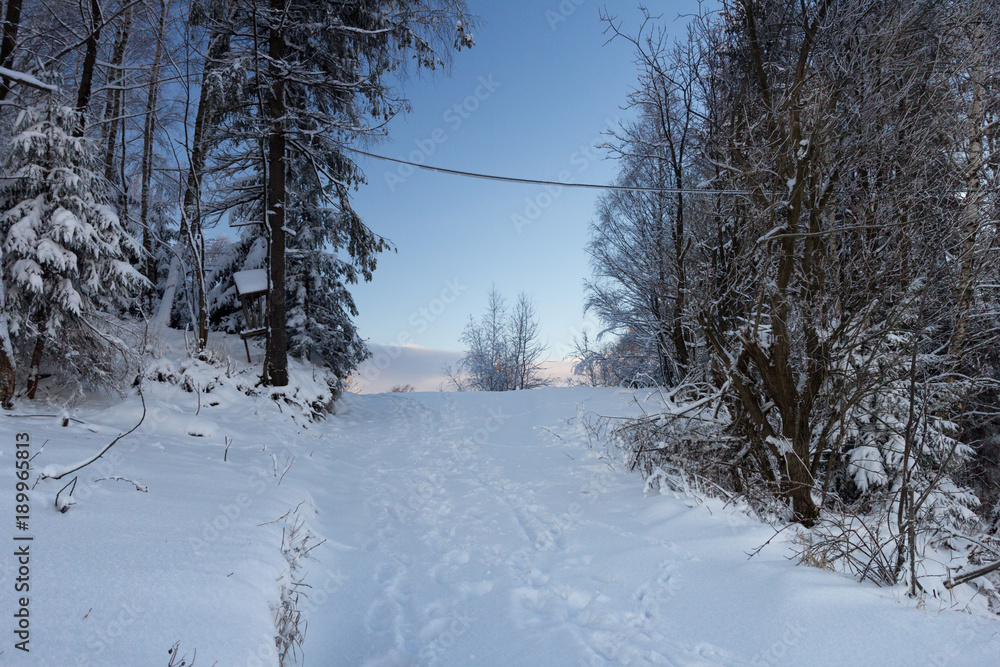 Fototapeta premium The road is covered with snow, on both sides of the tree and the blue sky