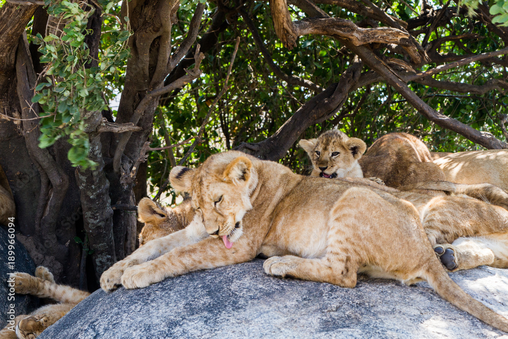 Fototapeta premium East African lion cubs (Panthera leo melanochaita), species in the family Felidae and a member of the genus Panthera, listed as vulnerable, in Serengeti National Park, Tanzania