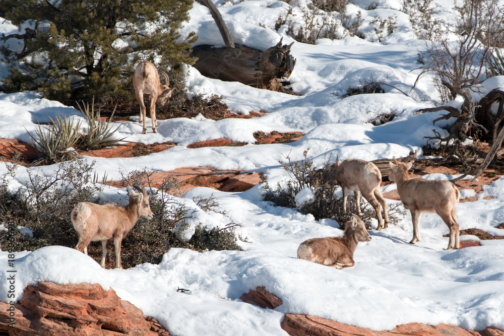 Naklejka premium Herd of Bighorn Sheep (ovis canadensis) on sunny winter day in Zion National Park in Utah United States