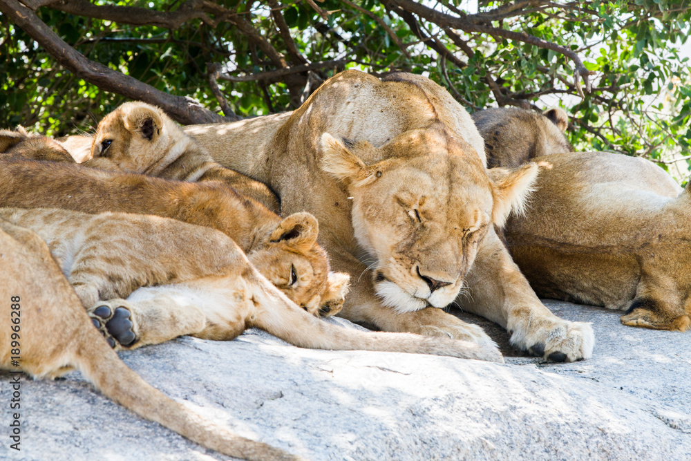 Lioness Lioness