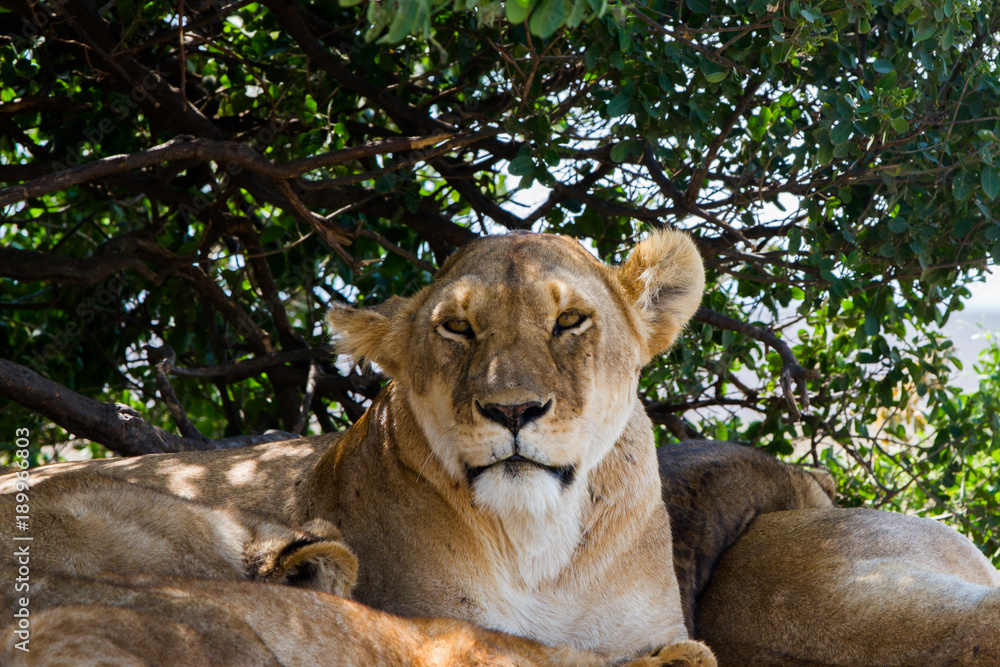 Obraz premium Lioness