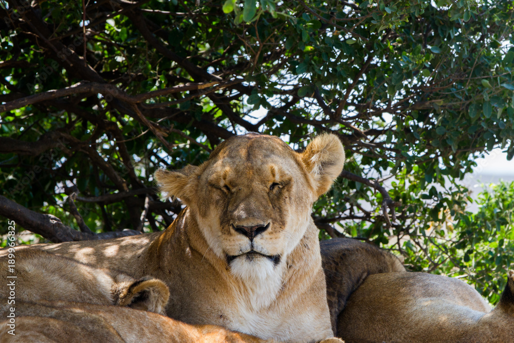 Fototapeta premium Lioness