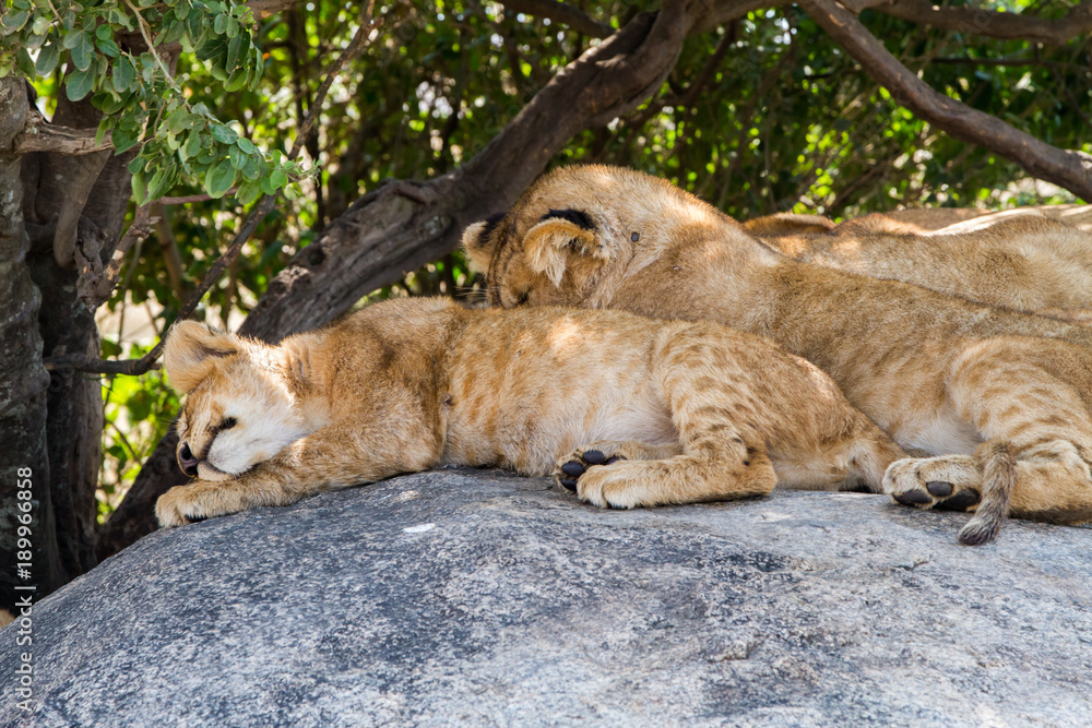 Fototapeta premium Southern African lion cubs and lionesses (Panthera leo), species in the family Felidae and a member of the genus Panthera, listed as vulnerable, in Serengeti National Park, Tanzania