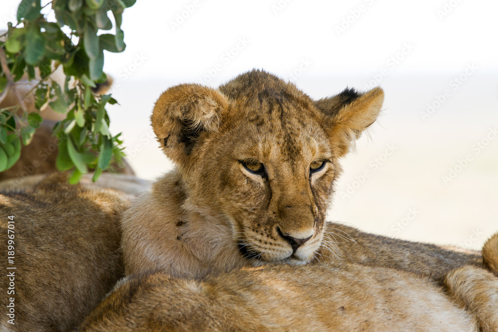 Fototapeta premium Southern African lion cubs and lionesses (Panthera leo), species in the family Felidae and a member of the genus Panthera, listed as vulnerable, in Serengeti National Park, Tanzania