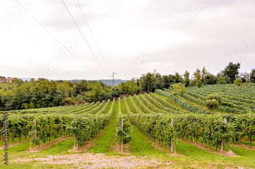 Vineyard Ready to Produce Wine photo