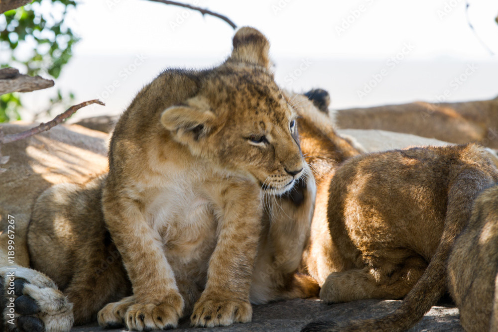 Fototapeta premium Southern African lion cubs and lionesses (Panthera leo), species in the family Felidae and a member of the genus Panthera, listed as vulnerable, in Serengeti National Park, Tanzania