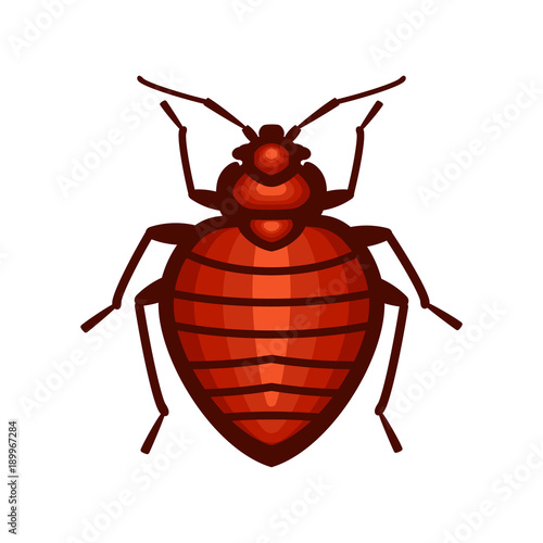 Bedbug insect illustration