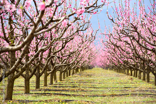 Colonnade of cherry blossom trees in an orchard during spring time