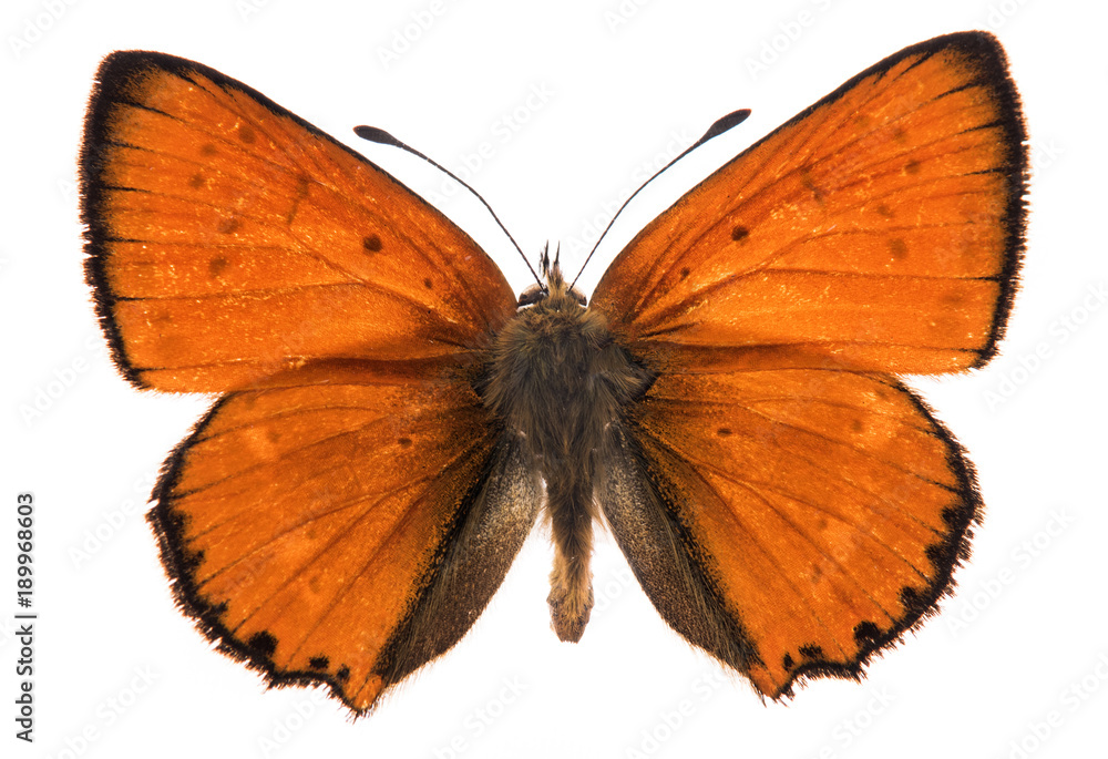Naklejka premium Male large copper butterfly isolated
