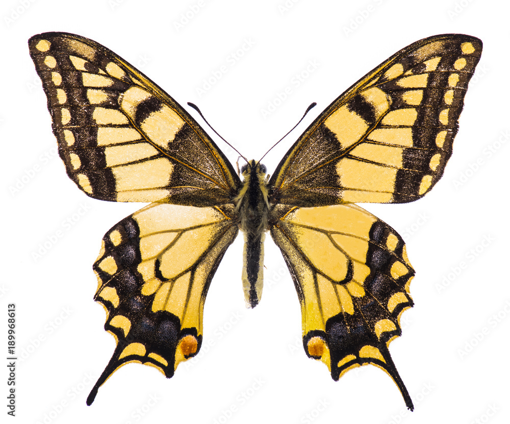 Fototapeta premium Swallowtaill butterfly isolated on white