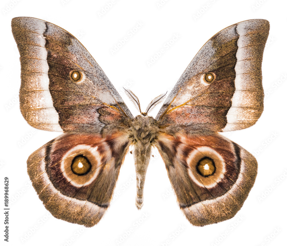 Naklejka premium Emperor moth moth isolated on white