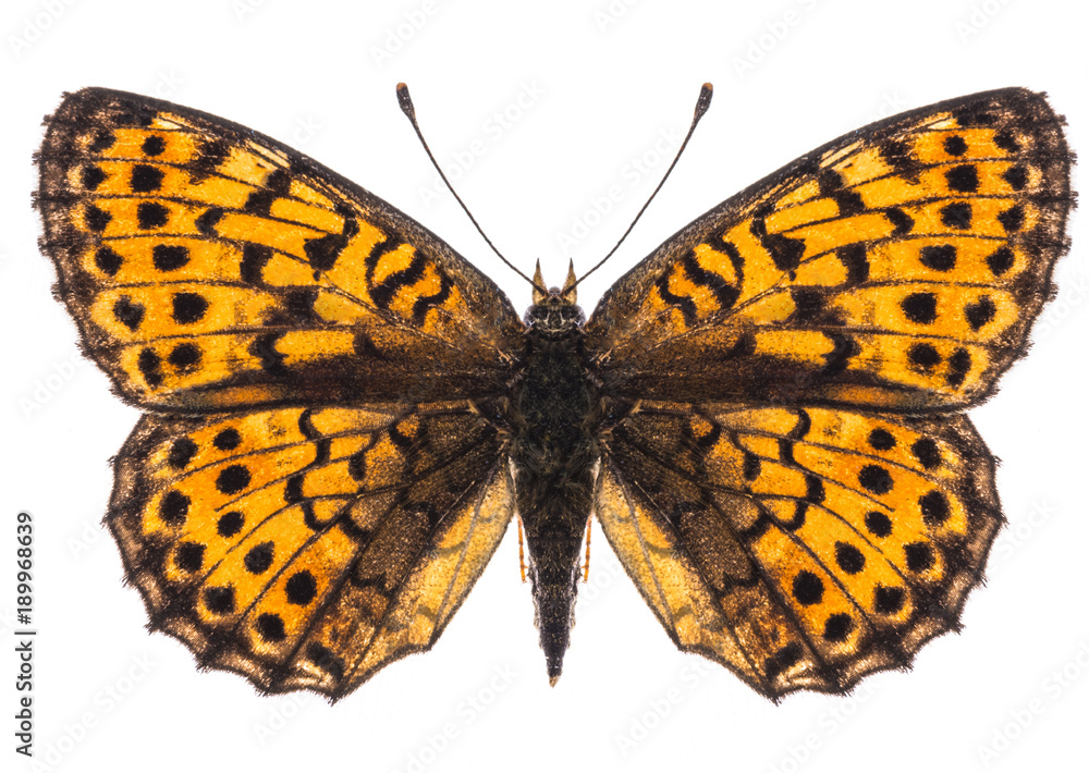 Obraz premium Small pearl-bordered fritillary butterfly isolated