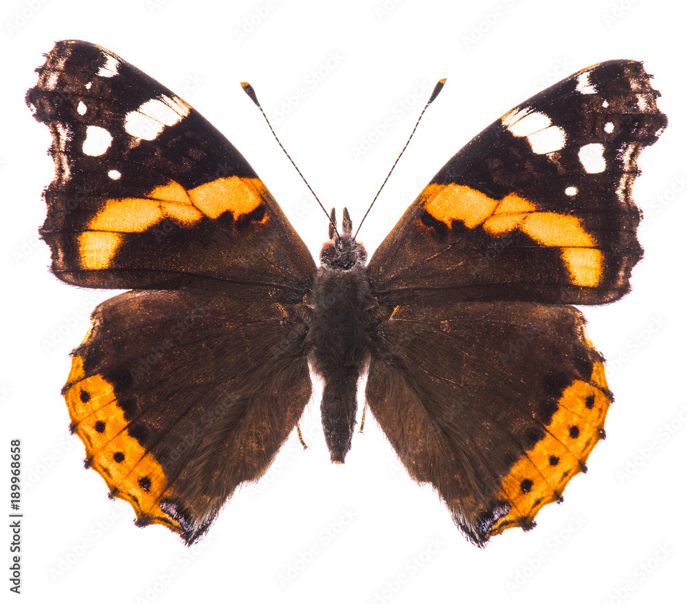 Fototapeta premium Red admiral butterfly
