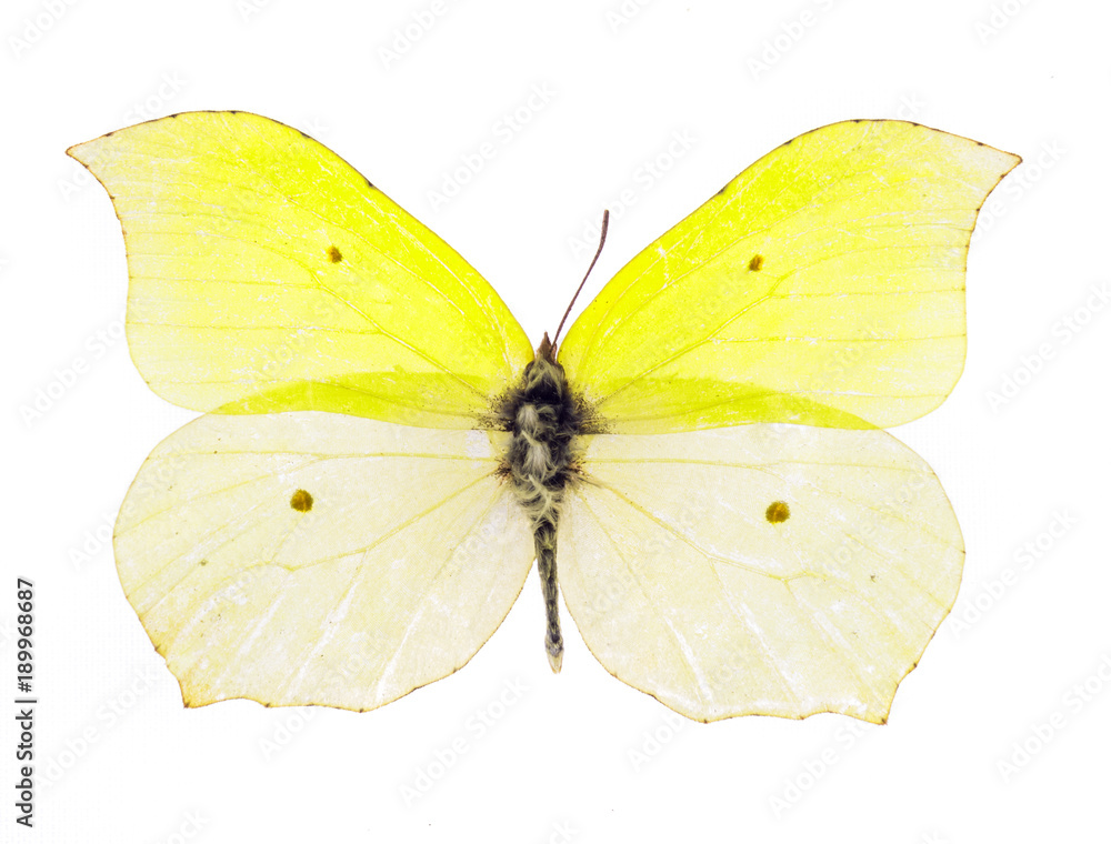 Fototapeta premium Common brimstone butterfly