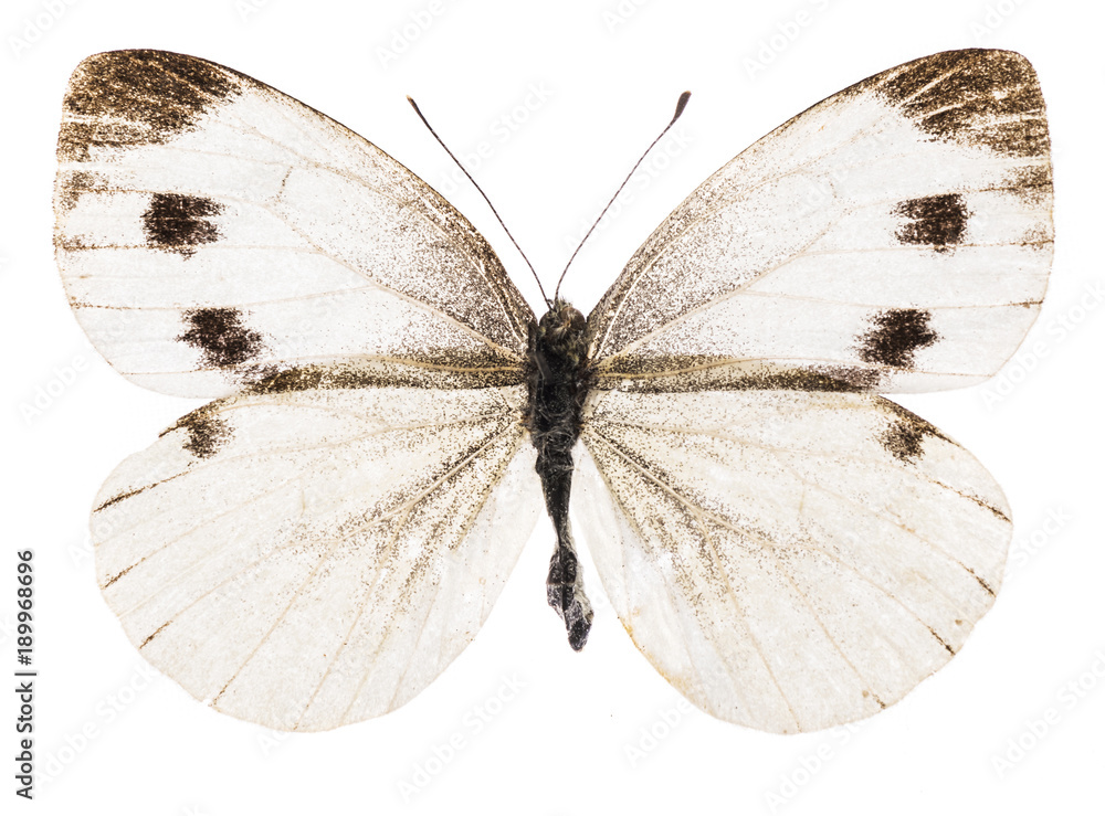 Obraz premium Small white butterfly
