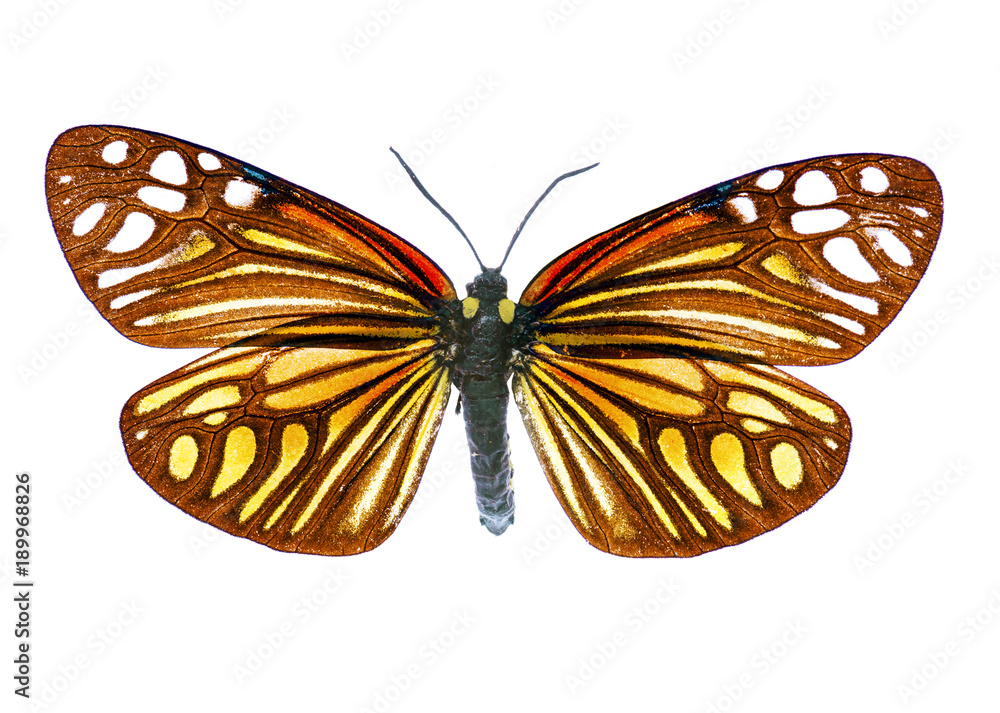 Obraz premium Campylotes histrionicus isolated on white