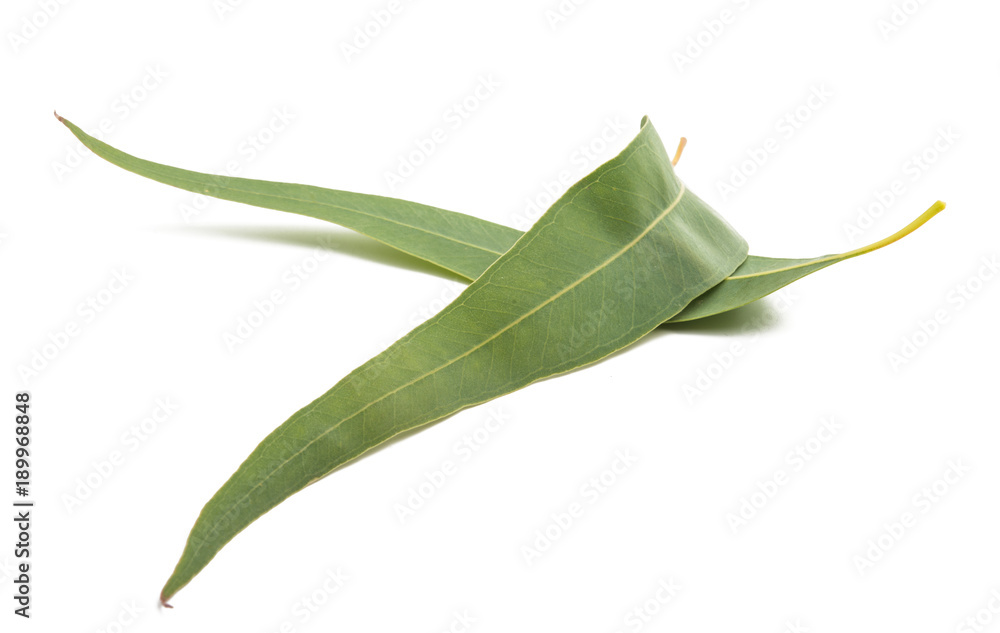 Fototapeta premium eucalyptus leaves