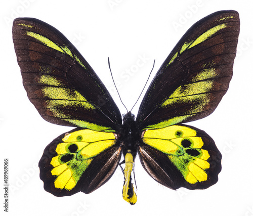 Rothschild's birdwing tropical butterfly isolated