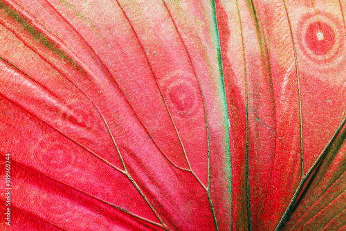 Detail of a butterfly wing