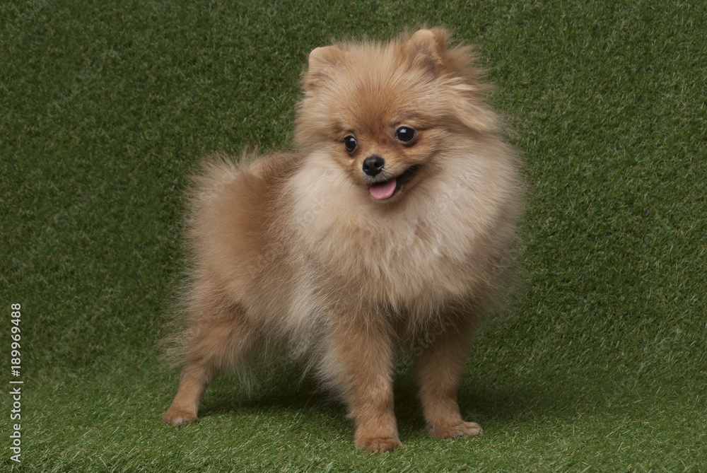 Сute funny spitz dog standing in grass background Сute funny spitz dog standing in grass background
