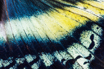 Poster Vlinder Alcides orontes tropische vlindervleugel  © Fyle