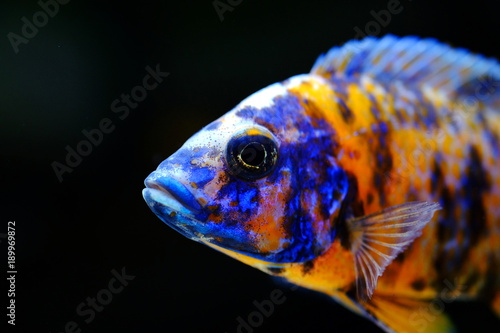 Obraz na plátně African cichlid fish colorful aquarium