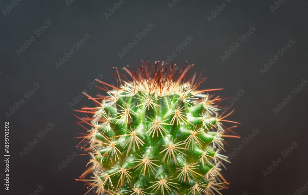 Close up of a beautiful bristly cactus isolated against dark gray background Close up of a beautiful bristly cactus isolated against dark gray background