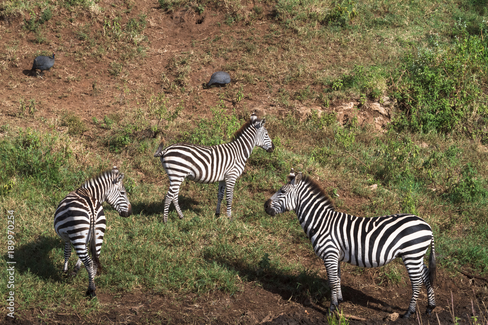 Obraz premium Zebras on shore of small pond. Tanzania, Africa