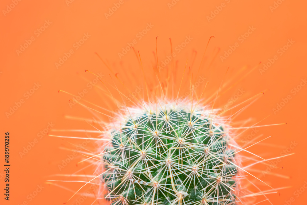 Close up view of a beautiful bristly cactus isolated against bright orange background