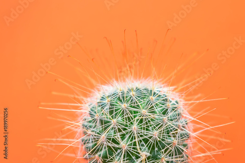 Obraz na płótnie Close up view of a beautiful bristly cactus isolated against bright orange background w salonie