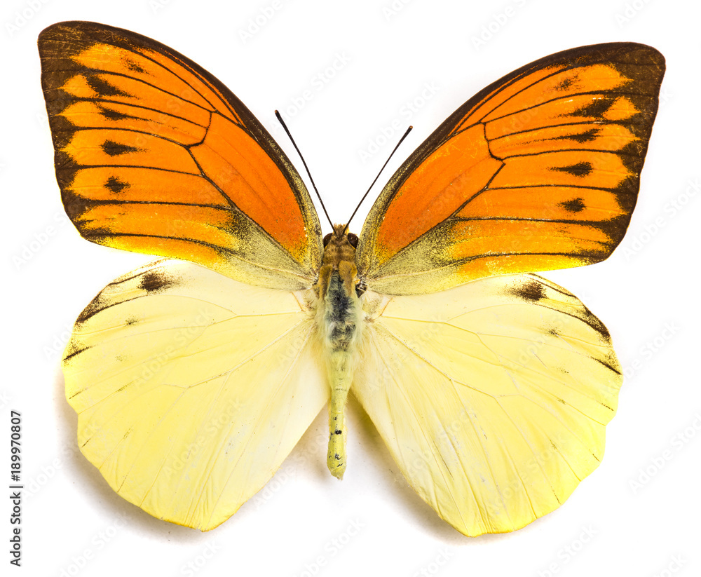 Hebomoia leucippe butterfly isolated on white Hebomoia leucippe butterfly isolated on white